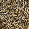 Vers De Farine Déshydratés 2kg